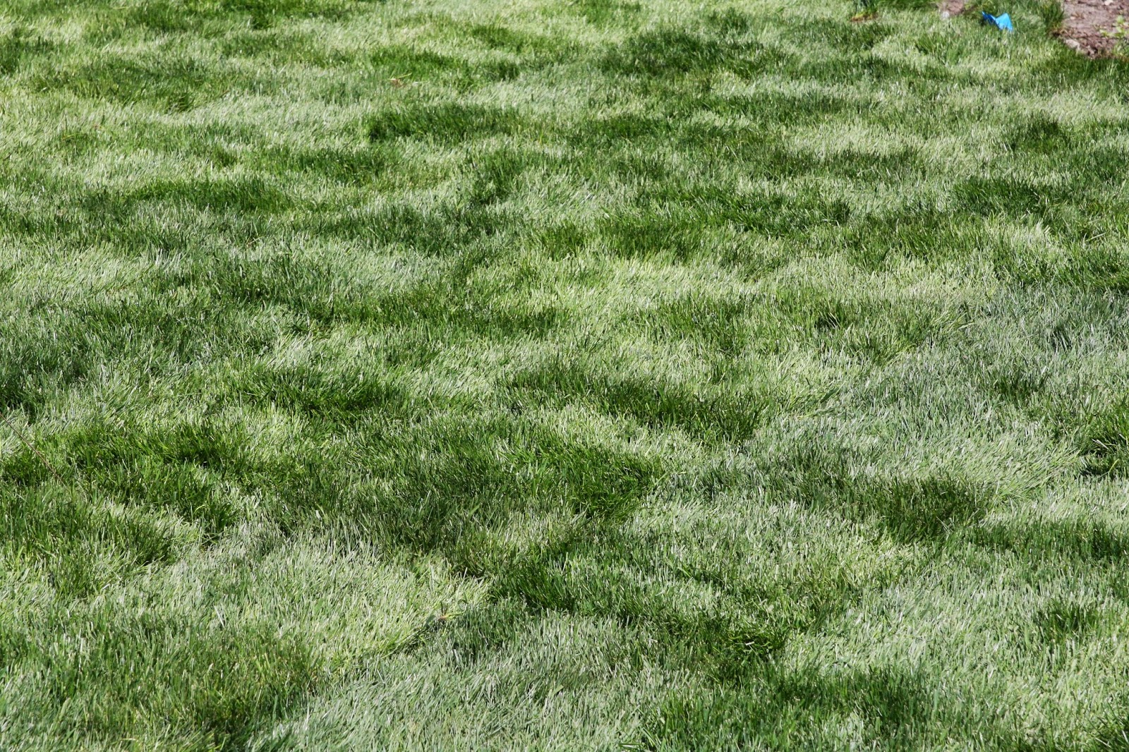 Outdoor Update: Grass In The Front Yard - Finally! - simply organized